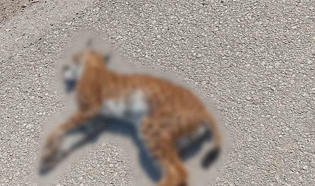 Nadir görülen vaşağa otomobil çarptı