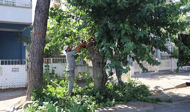 Nazilli'de yeşil alanlarda sonbahar hazırlığı