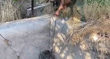 Nesli tükenme tehlikesi altındaki oklu kirpi böyle kurtarıldı
