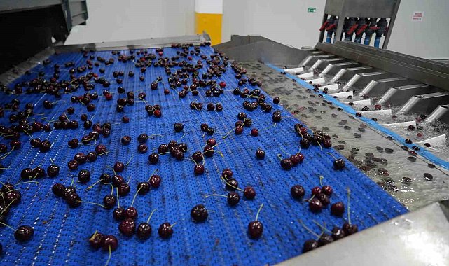 Niğde kirazında ihracat mesaisi: Yüksek rakım kaliteyi artırıyor