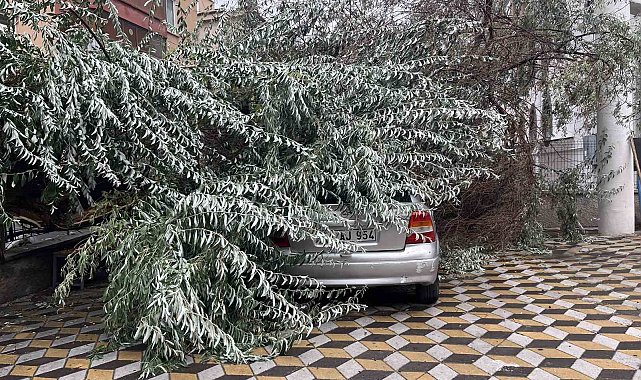 Niğde'de devrilen ağaç park halindeki aracın üzerine düştü