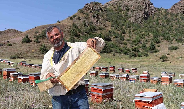 Oltu'da sezonun ilk bal hasadı yapıldı