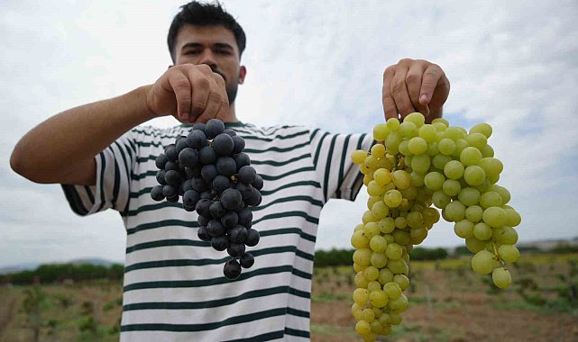 OMÜ'nün baldan tatlı üzümlerinde hasat zamanı