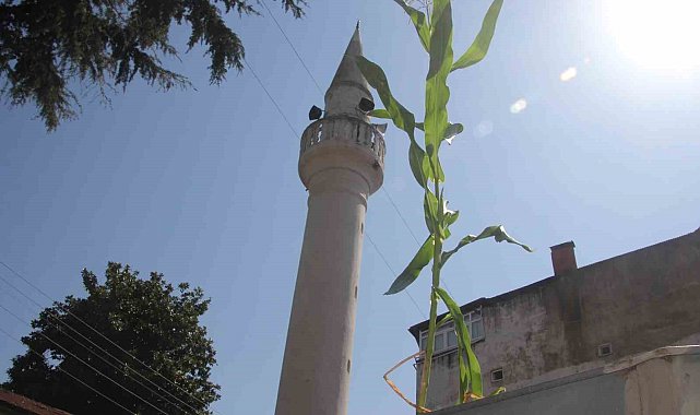 Ordu'da cami çatısında mısır yetişti