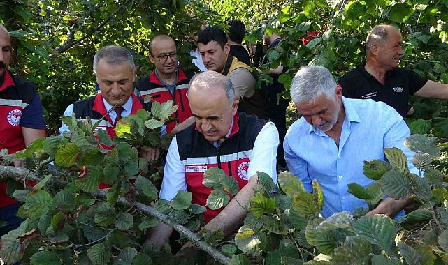 Ordu'da fındık hasadı resmi olarak başladı