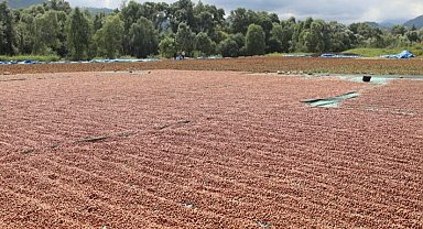Ordu'da fındık hasadı ve katma değerli üretim