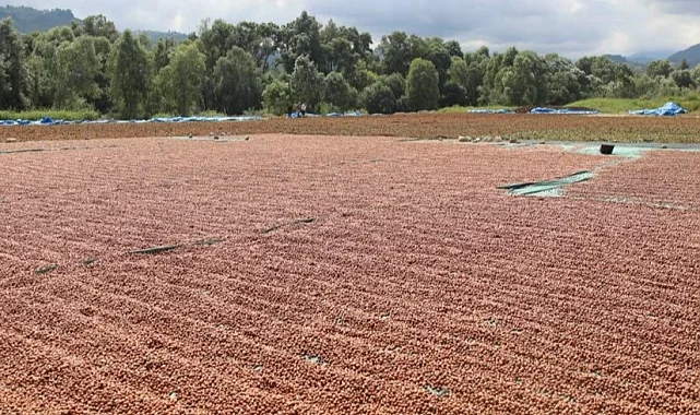 Ordu'da fındık hasadı ve katma değerli üretim