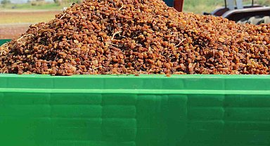 Organik kuru üzüm üreticisinin hasat yükü 'Box' ile hafifledi