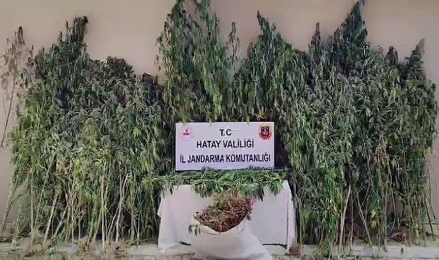 Orman içine ekilen kenevir tarlasını jandarma tespit etti
