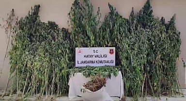 Orman içine ekilen kenevir tarlasını jandarma tespit etti