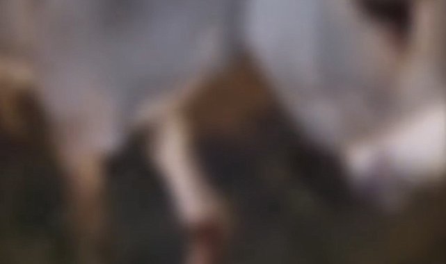 Otomobilin çarptığı eşek yaralandı