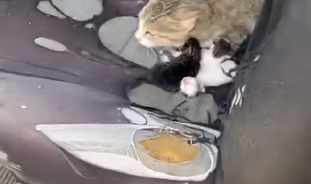 Otomobilin içinde yavruladı