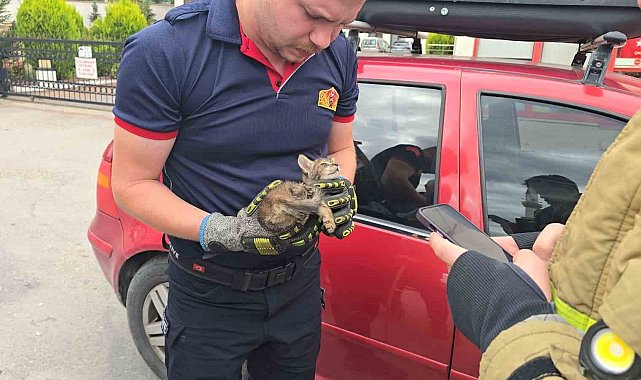 Otomobilin motoruna yavru kedi girdi, telefondan açılan anne kedi sesiyle kurtarıldı