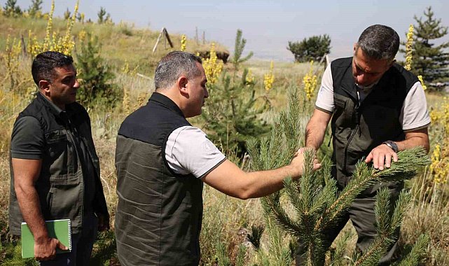 Palandöken ve Konaklı'daki ağaçlandırma sahaları incelendi