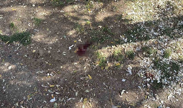 Parkta bir kişiyi döner bıçağıyla yaralayan saldırgan yakalandı