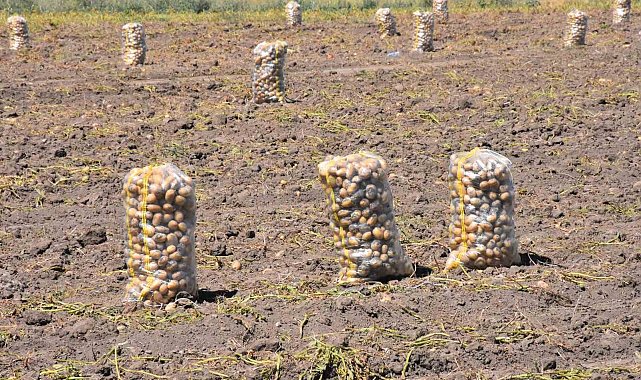 Patates üretiminde Türkiye'nin lokomotiflerinden Sandıklı'da hasat dönemi başladı