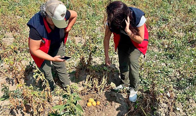 Patates üretiminde verimin arttırılması için kontroller sürüyor