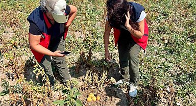 Patates üretiminde verimin arttırılması için kontroller sürüyor