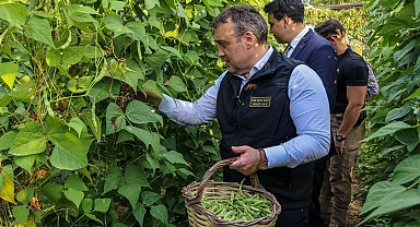 Pazaryeri Boncuğu'nda hasat vakti