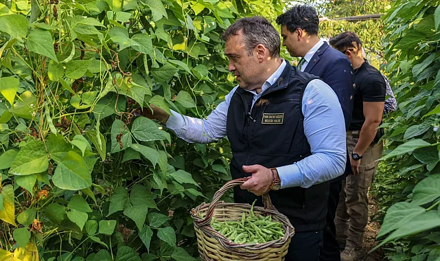 Pazaryeri Boncuğu'nda hasat vakti