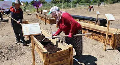 "Dünyanın en pahalı baharatı" köstebeklerden korunacak