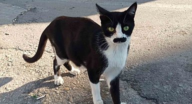 "Pala bıyıklı kedi" görenlerin dikkatini çekiyor