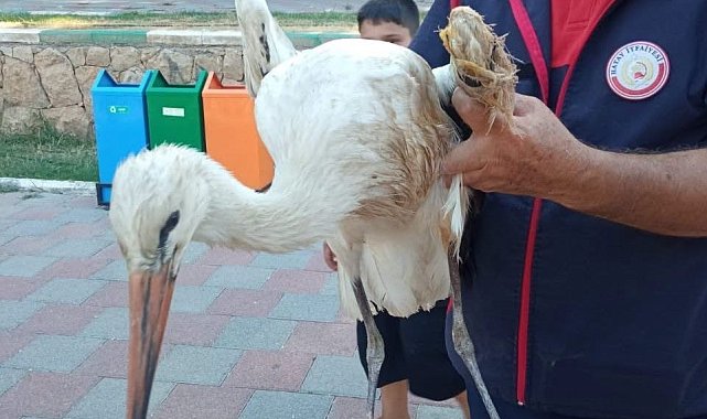 Reyhanlı'da yaralı leylek ekipler tarafından kurtarıldı