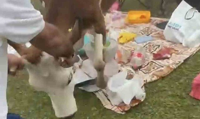 Rize'de piknik masasının davetsiz misafirleri ile piknikçiler arasında güldüren kovalamaca