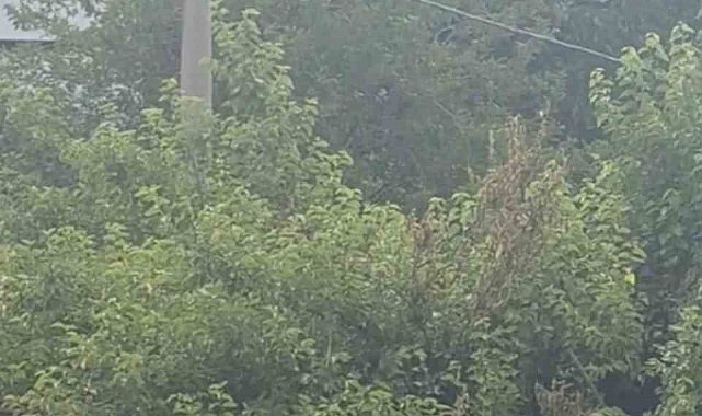 Safranbolu'da karganın "Allah" diye ses çıkardığı anlar kameraya yansıdı