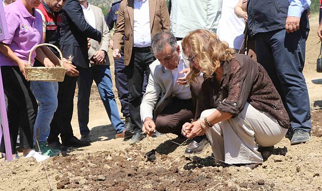 Safranova'da 7 dekarlık alana 500 kilo safran soğanı dikildi