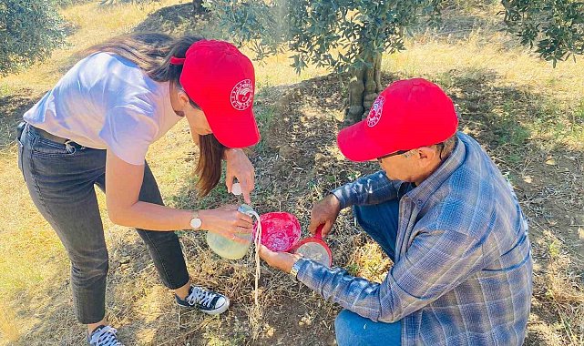 Salihli'de 'zeytin sineği' uyarısı