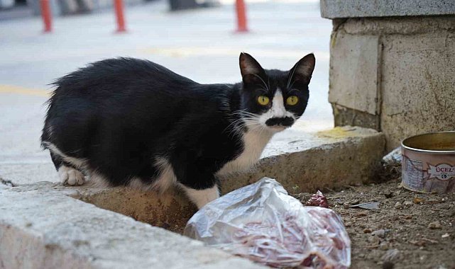 Samsun'da bıyıklarıyla ünlenen sokak kedisi: "Pala Remzi"