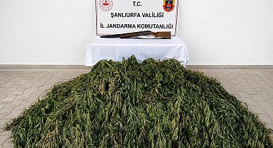 Şanlıurfa'da 610 kök kenevir ele geçirildi