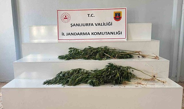 Şanlıurfa'da uyuşturucu operasyonu: 2 gözaltı
