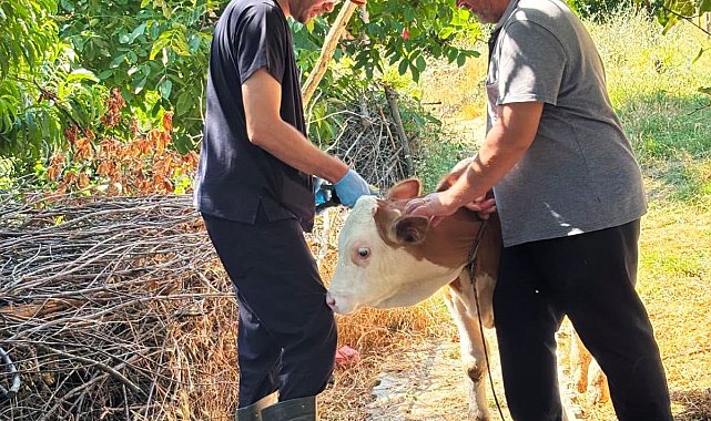 Şaphane'de büyükbaş hayvanlara kimliklendirme çalışması