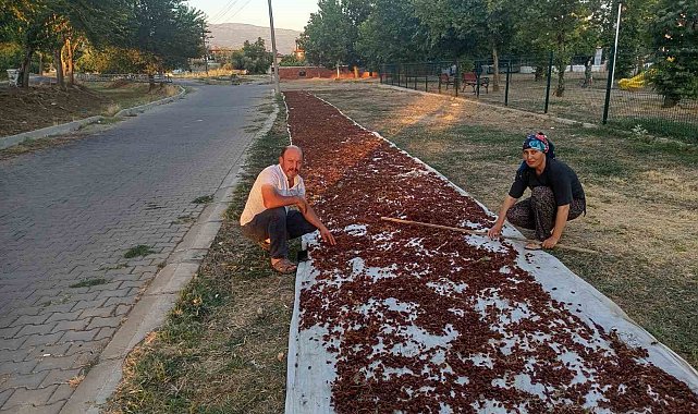 Sarıgöl'de sezonun ilk kuru üzümü çuvala girdi