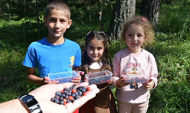 Sarıkamış'ta dağ çileği ve yaban mersini bereketi
