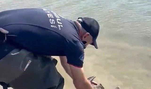 Sazlıbosna Barajı'nda misina ve ağlara takılan karabatağı itfaiye kurtardı