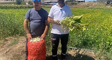 Şeker fasulye yüzleri güldürdü