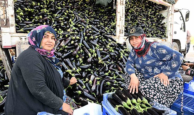 Selin yıktığı tarlada yeniden hasat sevinci