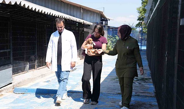 Sessiz canlar hayvanseverleri bekliyor