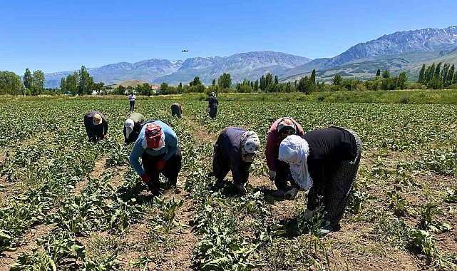 Sıcakta alın teriyle pancar çapalıyorlar