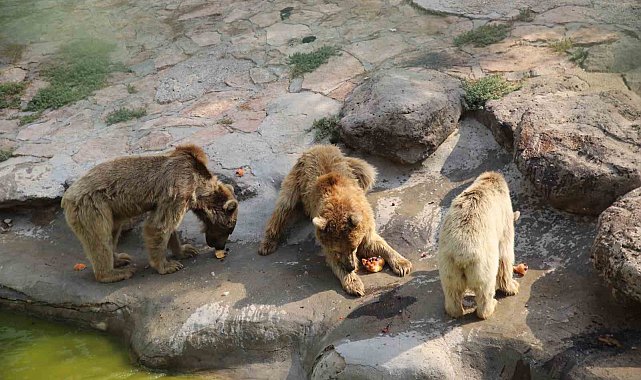 Sıcaktan bunalan hayvanlar buzlu kokteyl ile serinliyor