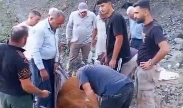 Siirt'te dağda mahsur kalan büyükbaş hayvan telef oldu
