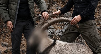 Siirt'te koruma altındaki 5 yaban keçisini avlayanlara ceza