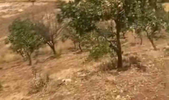 Siirt'te yaban domuzları 20 yıllık fıstık ağaçlarına zarar verdi