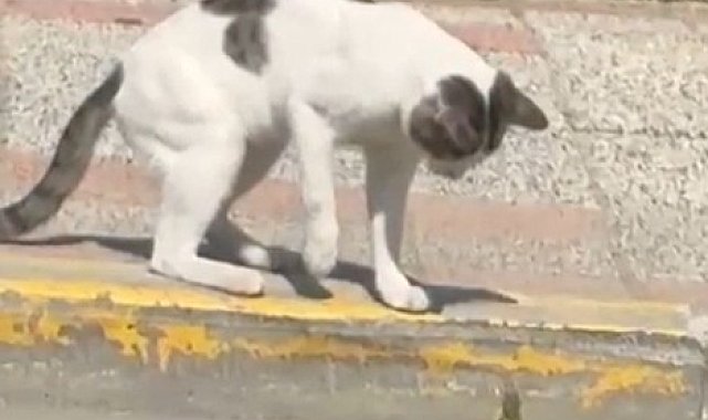 Silivri'de kedi ve kertenkelenin kavgası cep telefonu kamerasında