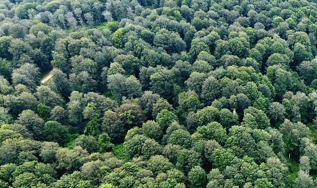 Sinop'ta kayın ormanları için doğal gençleştirme seferberliği