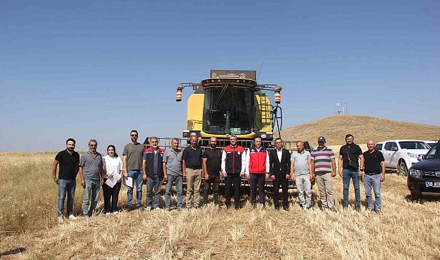 Sivas'ta ilk kez toprakla buluşturulan 5 farklı çeşit buğday hasat edildi