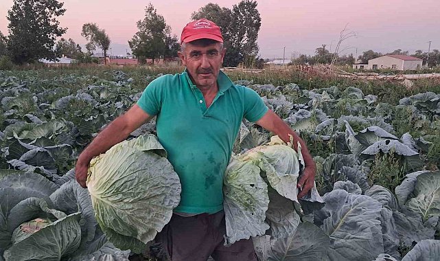 Söğütlü lahanasında hasat başladı